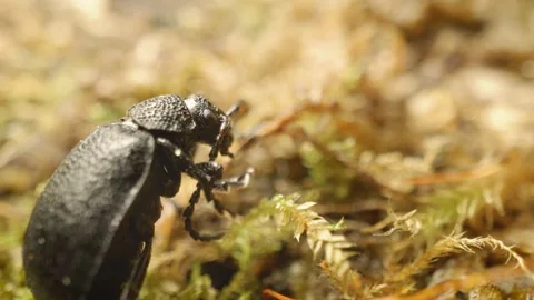 Close-up of a leaf beetle (Galeruca tanaceti) 스톡 동영상 319821373
