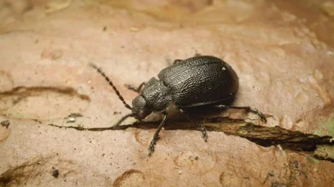 Close-up of a leaf beetle (Galeruca tanaceti) crawling. 스톡 동영상 319821378