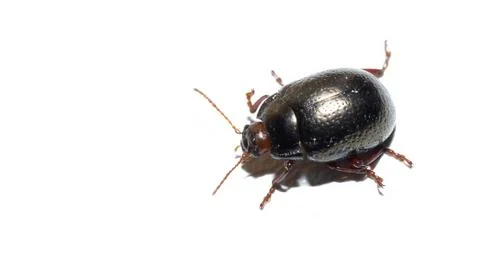 Close-up of Leaf Beetle on White Background Crysomelidae family Stock Photos