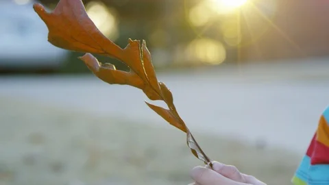 Close on a leaf beind held by a young boy during sunset with a sun flare Stock-Footage 93894531