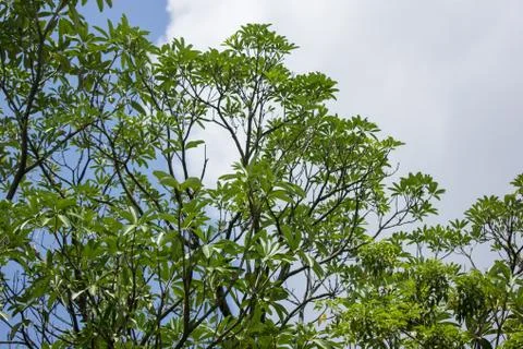 Close up  leaf of Blackboard Tree Stock Photos