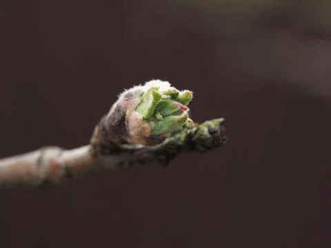 Close-up of a leaf blooming in spring on a branch. Selective focus, blurred b Stock Photos