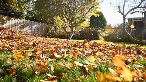 Close up of leaf blower being used to clean up backyard in autumn Stock Footage 120390846