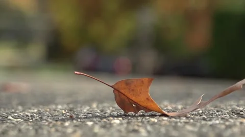 Close Up of Leaf Blowing Away on Street Video stock 49931018