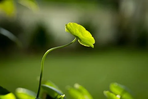 Close-up leaf with blur background Stock Photos