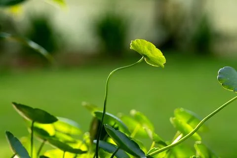 Close-up leaf with blur background Stock Photos
