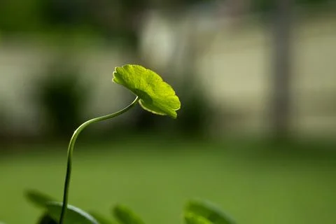 Close-up leaf with blur background Stock Photos
