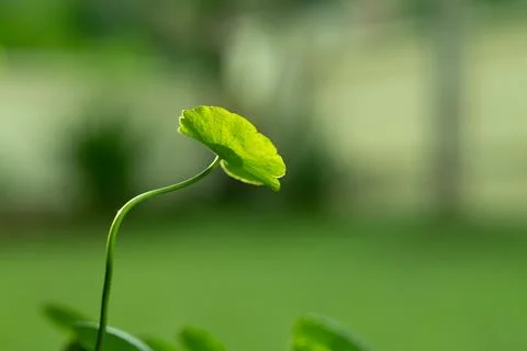 Close-up leaf with blur background Stock Photos