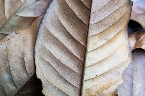 A close up of a leaf with a brown and white color pattern Foto stock