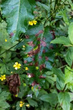 Close-Up of a Leaf with Brown Spots and Yellow Flowers in a Forest Stock Photos