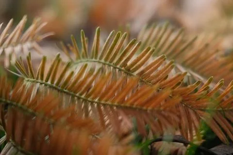 A close up of a leaf with brown tips Stock Photos