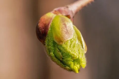 Close up of a leaf bud during flowering Stock Photos