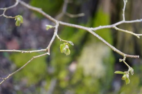 Close up of leaf buds in the spring 库存照片