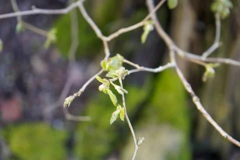 Close up of leaf buds in the spring Fotos de archivo