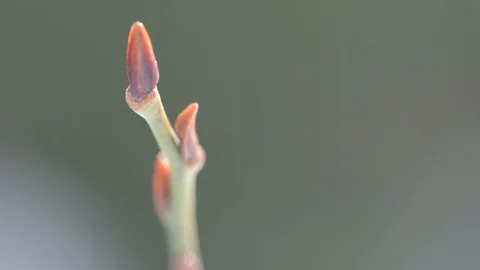 Close up of leaf buds on tree branch in spring sunshine Stockbeeldmateriaal 87524678