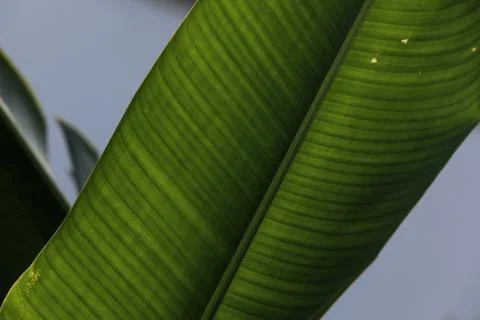 Close up of a leaf of a bush Stock Photos