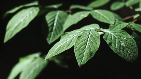 Close-Up Leaf Cinematic Jungle Macro 4K Stock Footage 308824255