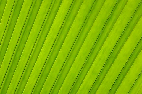Close-up of Leaf from Coco de Mer Palm Tree, Vallee de Mai Nature Preserve, Foto stock