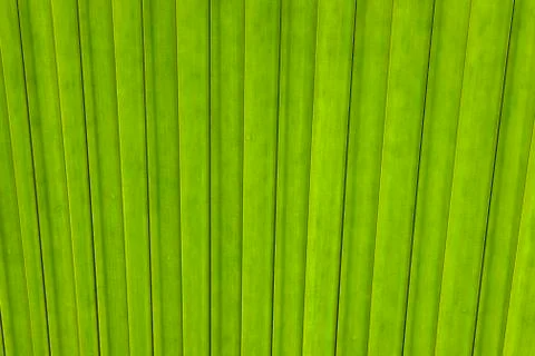 Close-up of Leaf from Coco de Mer Palm Tree, Vallee de Mai Nature Preserve, Stock Photos