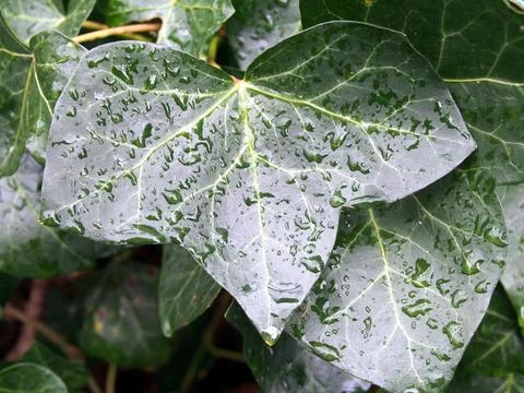 Close-up of a leaf of common ivy (hedera helix), also called European ivy o.. Stock Photos