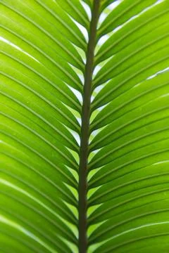Close-up of a leaf in Cuba Stock Photos