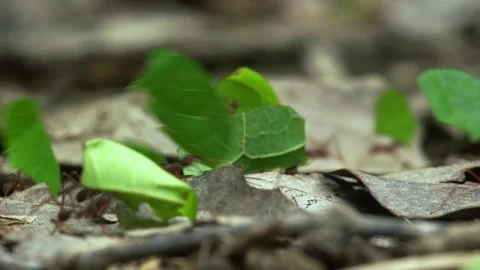 Close-up of leaf cutter ant colony in Yasuni National Park. Rainforest Ecuador. Stock Footage 264023360