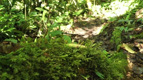 Close up of leaf cutter ants atta leavigata carrying leaves to their nests with Stock Footage 142758858