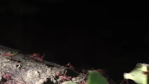 Close-up of leaf cutter ants carrying leaf along a branch Ecuador South America. Stock Footage 264494456