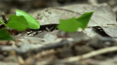 Close-up of leaf cutter ants carrying leaf In the rainforest of Ecuador. Video stock 264494653