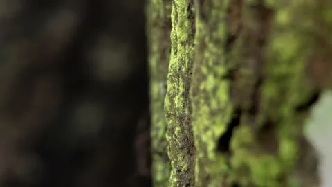 Close-up of leaf cutter ants carrying leaf In the rainforest of Ecuador. Stock Footage 266489275