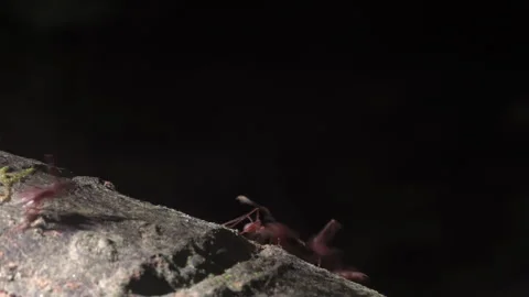 Close-up of leaf cutter ants carrying leaf along a branch. Stock Footage 266489384