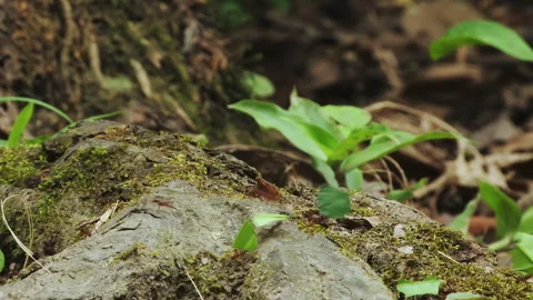 Close-up of leaf cutter ants carrying leaf along a branch in the rainforest. Stock Footage 290298340