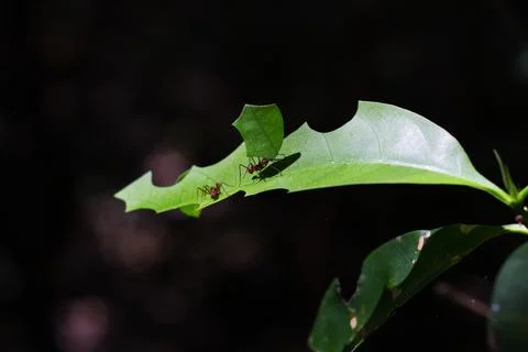 Close up of leaf cutter ants, carrying a piece of leaf above a cut leaf Stock Photos