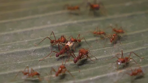 Close up of leaf cutter ants Stock Footage 121850552