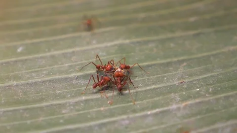 Close up of leaf cutter ants Video stock 121850628
