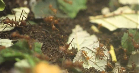 Close up of Leaf cutter ants  Stock Footage 236696435