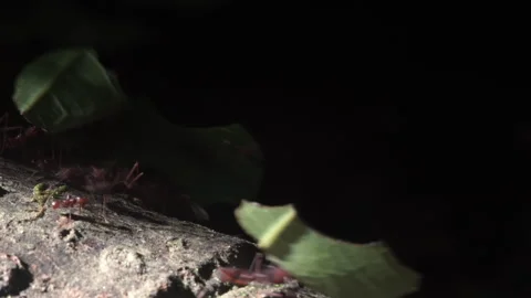 Close-up of leaf cutter ants. In the rainforest of Ecuador, South America. Stock Footage 264023067