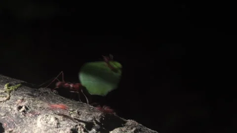 Close-up of leaf cutter ants. In the rainforest of Ecuador, South America. Stock Footage 269955378