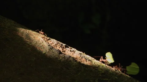 Close-up of leaf cutter ants. In the rainforest of Ecuador, South America. Stock Footage 271152322