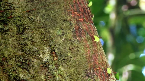 Close-up of leaf cutter ants In the rainforest in Yasuni National Park. Stock Footage 271152473