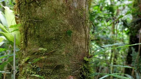 Close up leaf cutter ants walking on a branch Ecuador invertebrate, video 4k Stock Footage 218268100