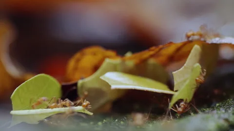 Close-up of a leaf-cutter ants, walking along the trunk of a fallen tree. Stock Footage 286868449