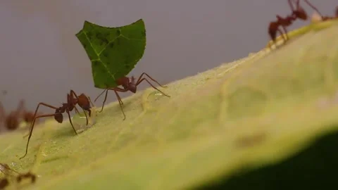 Close up of Leaf cutter ants at work Stock Footage 294929722