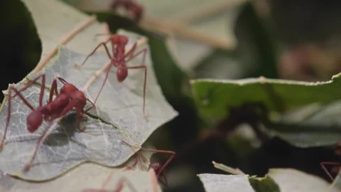 Close up of Leaf cutter ants at work Stock Footage 296028844