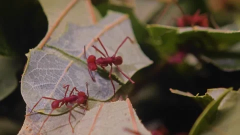 Close up of Leaf cutter ants working Video stock 296028764
