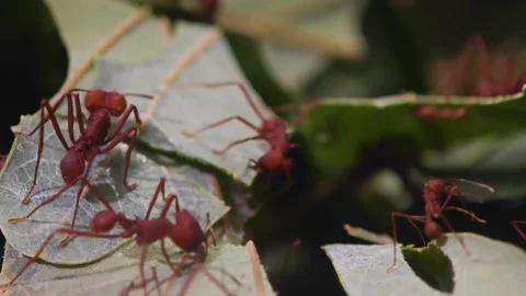 Close up of Leaf cutter ants working Stock Footage 296030470