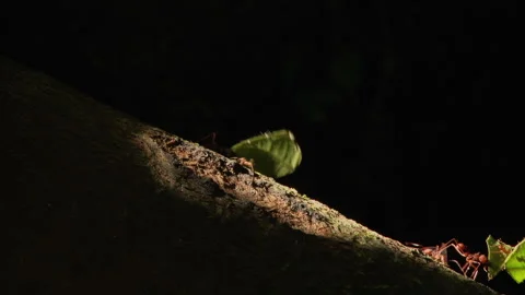 Close-up of leaf cutter ants In Yasuni National Park. Stock Footage 264023155