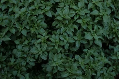 Close-up leaf detail 스톡 사진