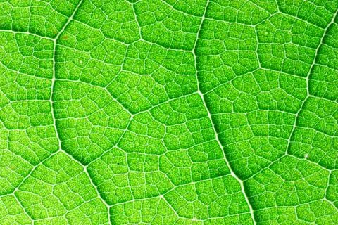Close up leaf detail Stock Photos