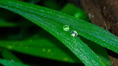 Close-up of a leaf with dew drops, showcasing the beauty of nature. Stock Photos
